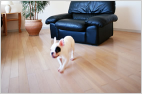 ペットの「床問題」、お悩みはいろいろ！