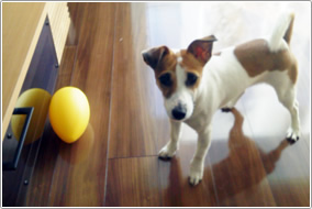 ペットの安全と健康のために